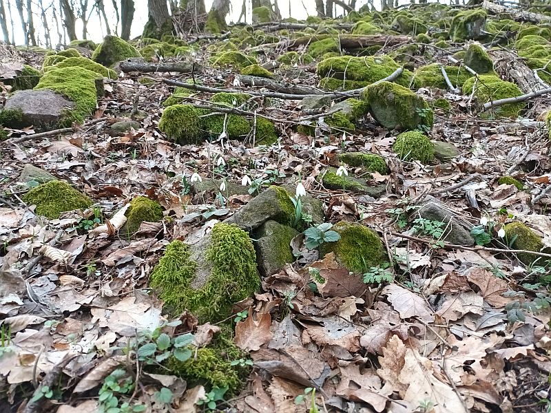 Börzsönyi Várak, Hóvirág mező
