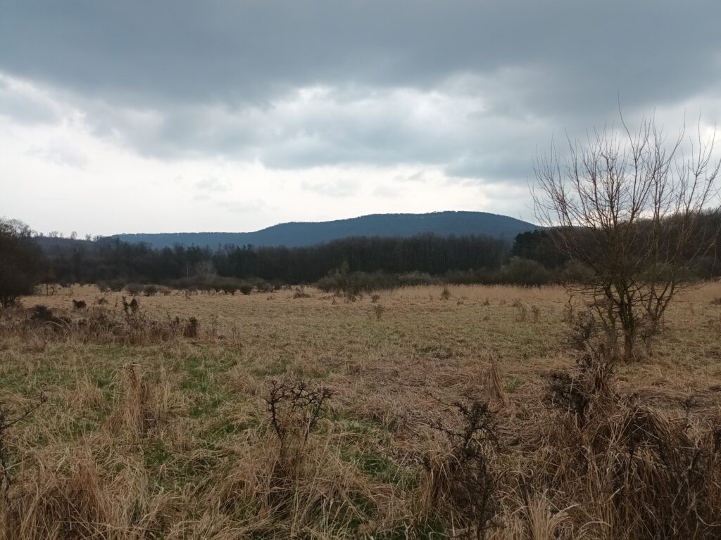 Király-rét