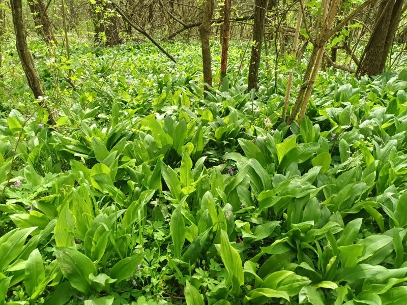 Medvehagyma