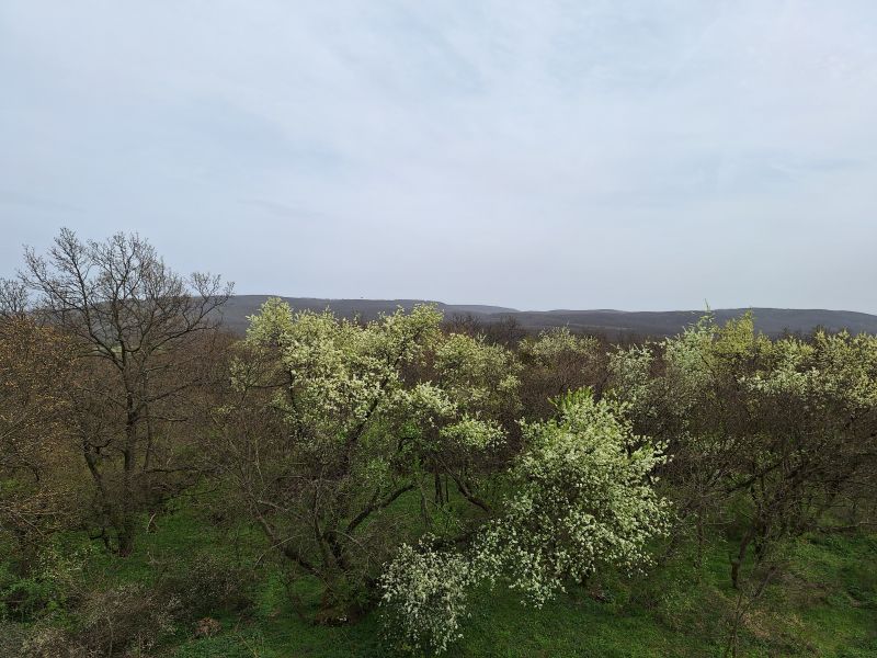 Nagy-Somlyó