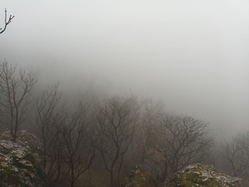 Köd