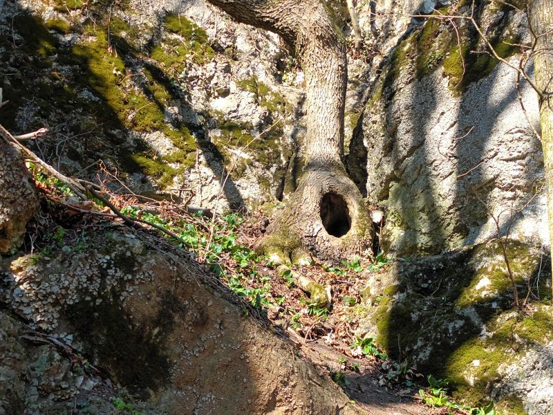 Borzás-hegyi sziklaüreg