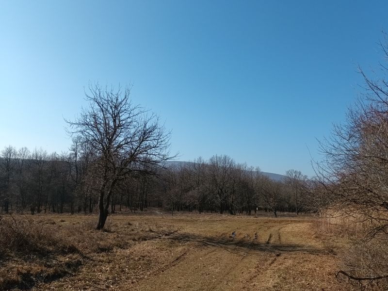 Mezőn
