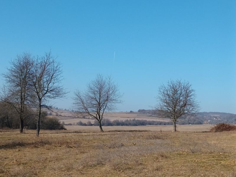 Mezőn