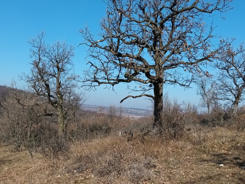 Lókút a távolban