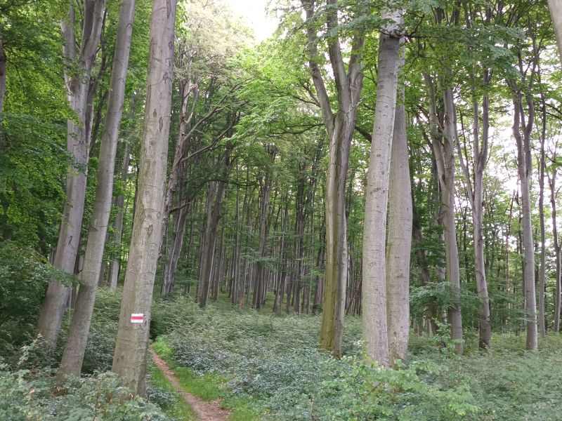 Erdő