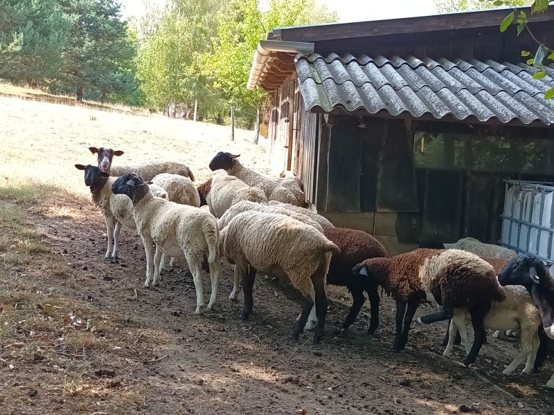 Birkák