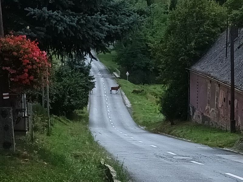 Szarvasok Kondorfán